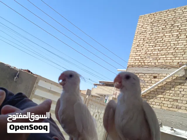 زوج كوكتيلات البينو ربه طينه عمر 4 اشهر يطلع خارج منزل وين ماتروح وراك تصيحله يجيك
