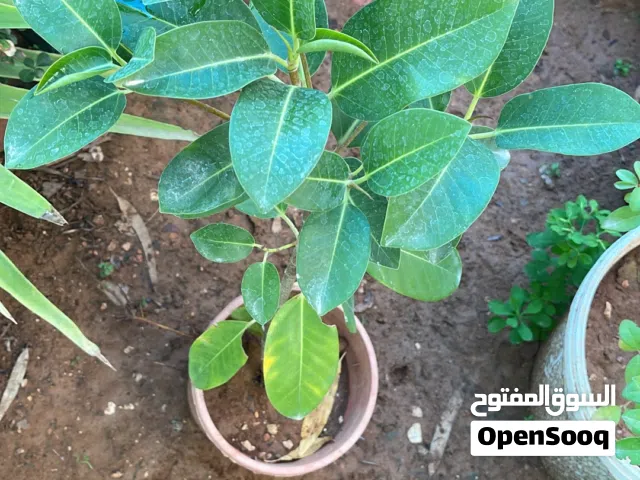 نباتات خارجية للبيع