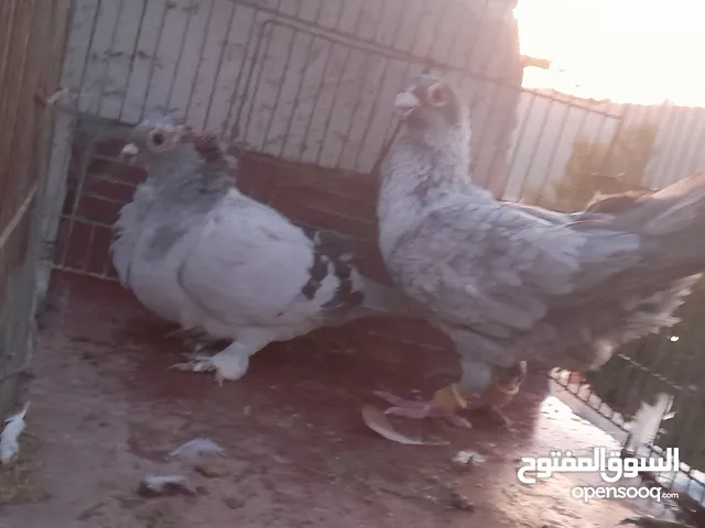 متاح 8 جواز كلهن شغالات.