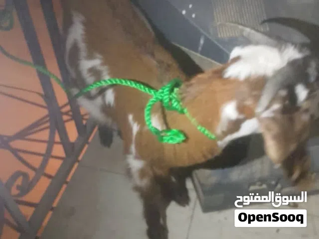 سلام عليكم جدي اللبيع