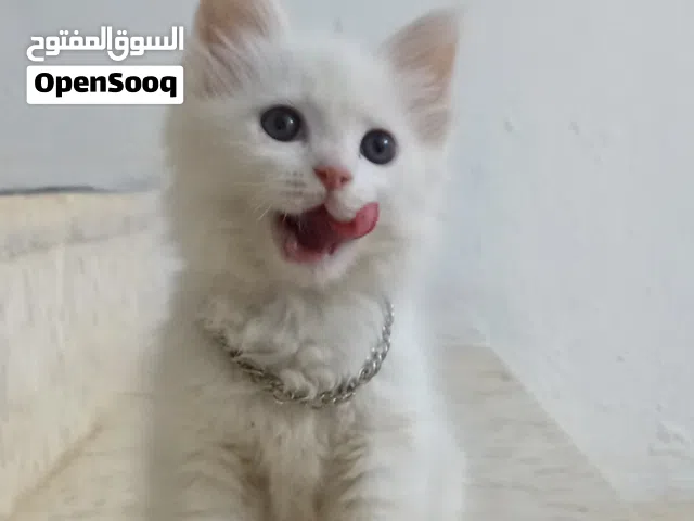 بسه كب كات عمر ثلاث شهور اربد بني كنانه الرفيد