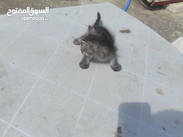لمن يهوى القطط الصغيرة .. قطط عمر 40يوما للبيع من يريد صور يبعت الخاص على الواتس