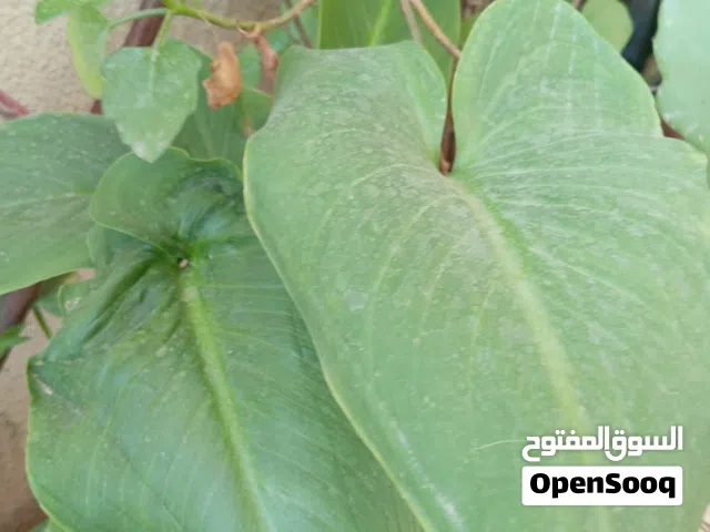 زريعه زينه للبيع
