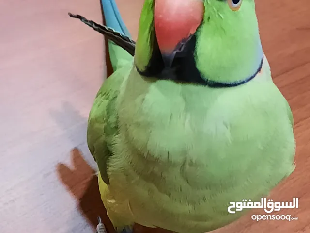 Tamed talking green Indian ringneck parrot (Male) the price is 1,600 and it could be brought down