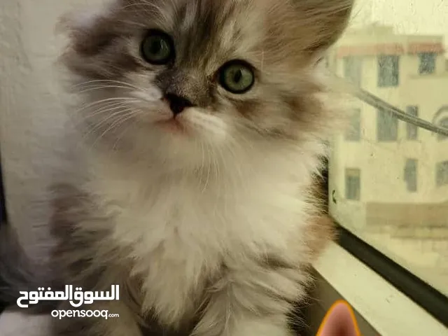 حيوانات للبيع