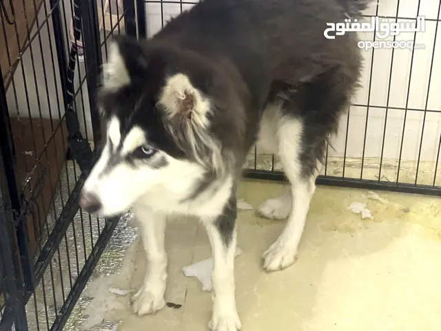 هاسكي بيور