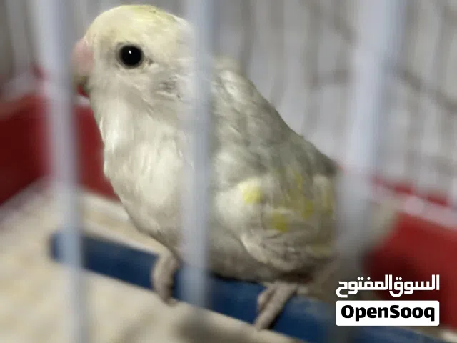 انته روز مصراته !!80