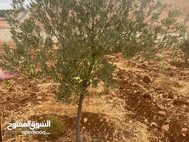 3800 م قريبة من شارع الأردن 5 دقائق حوض العين