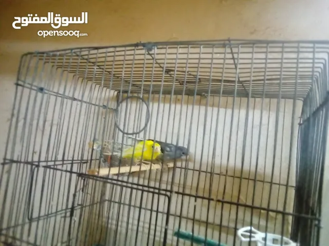 جوزرن كنار