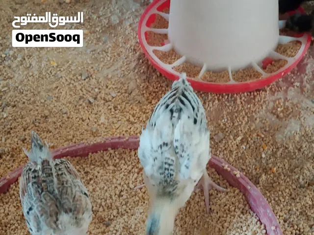 صيصان بلدي وأبو رقيبه