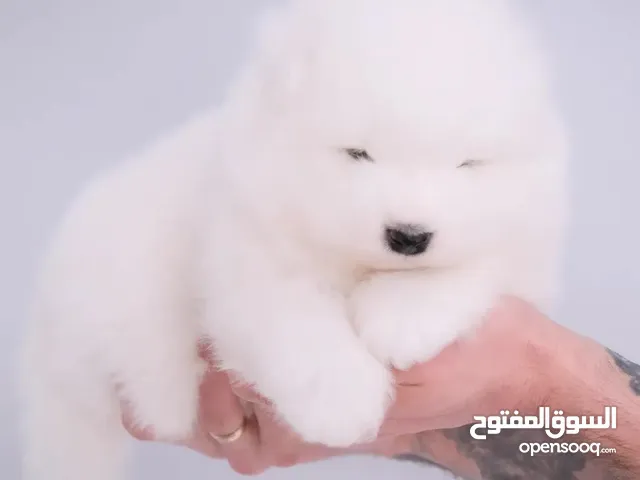 سامويد ... Samoyed