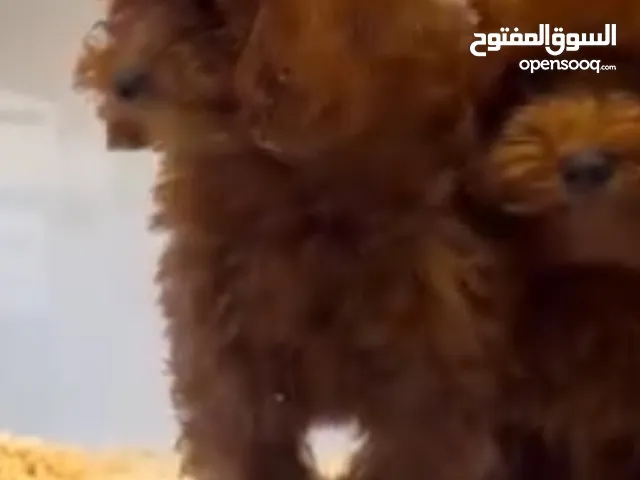 للبيع بداعي عدم التفرغ: جروة بودل “تيدي توي” أصيلة مع كامل مستلزماتها