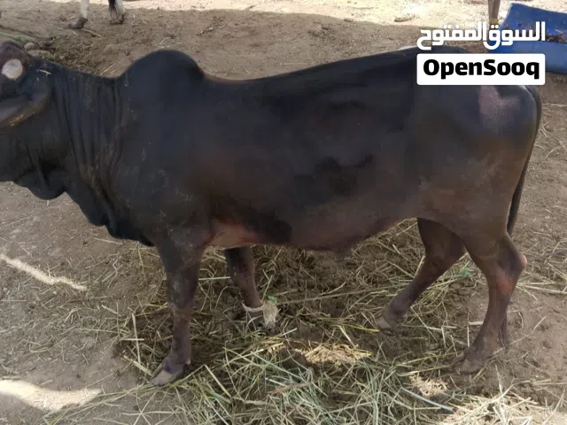 هجل عماني اضحيه متروس