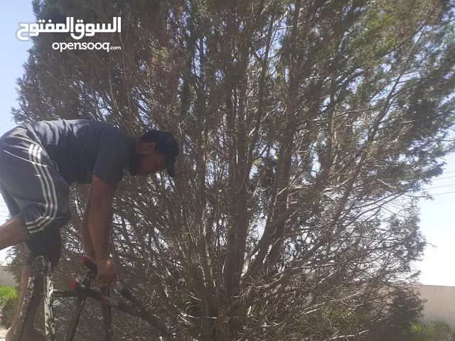 يوجد لدينا خدمة قص وتنظيف الاشجار والنخل بالمنشار البنزين داخل طرابلس مع تنظيف الحداءق والجنانات
