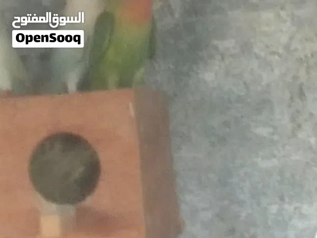 عصفير بركديلو
