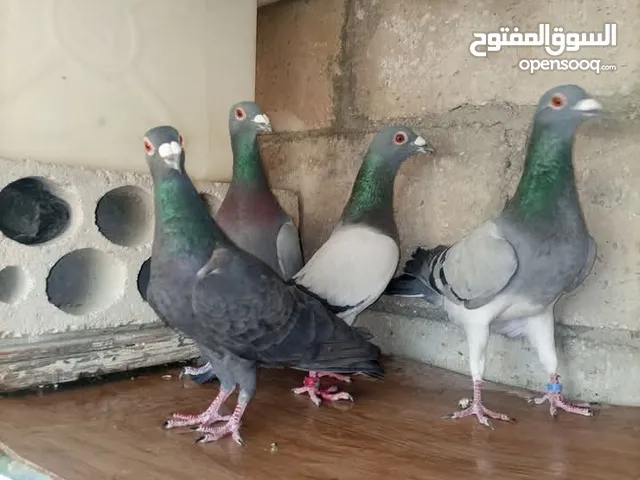 5 فحول وفرخين فطم بسعر حرق ب10 شرا يرن بعمان جاوا