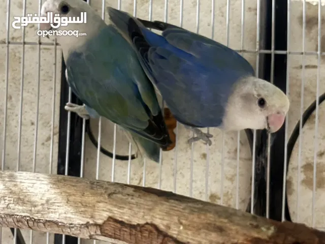 للبيع زوج روز و كوكتيل اليف جدا