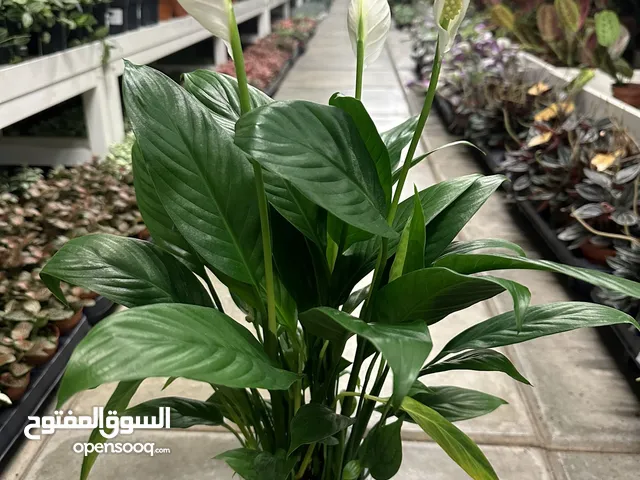 Peace Lilly ~ Indoor