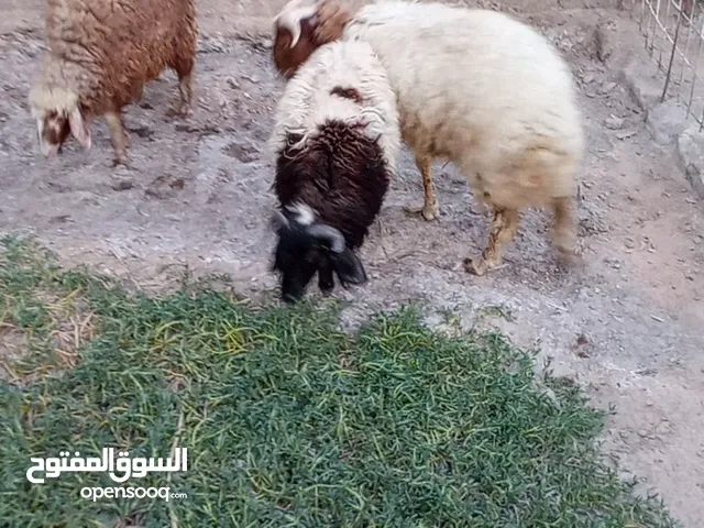حيوانات للبيع