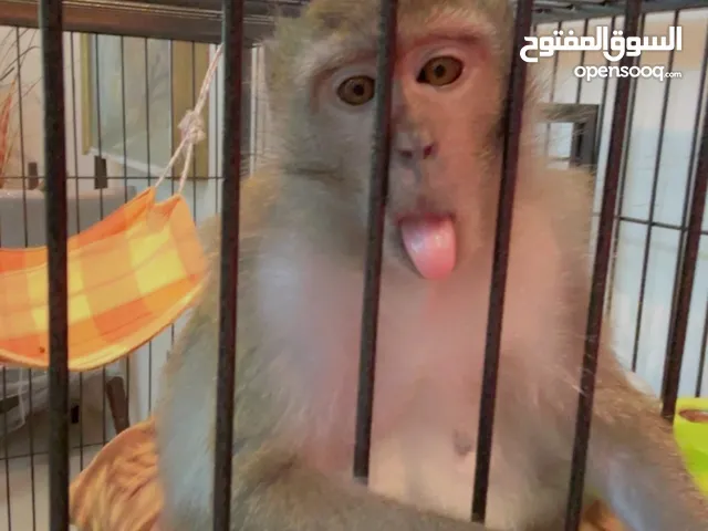 قرده من النوع المكاك انثى