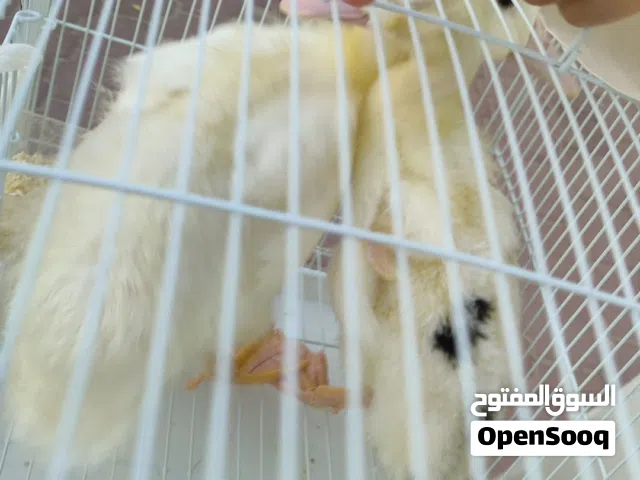 زوج بط مسكوفي/مولار عمر صغير