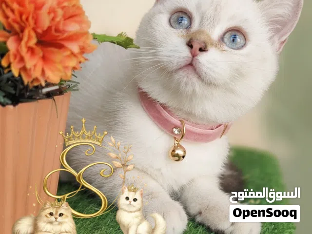 انثي سكوتش ستريت شورت هير جولدن بوينت