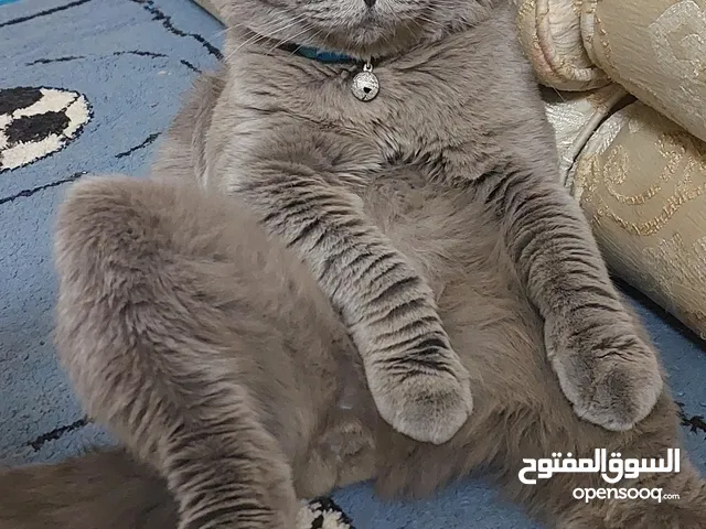 سكوتش فولد للتزاوج