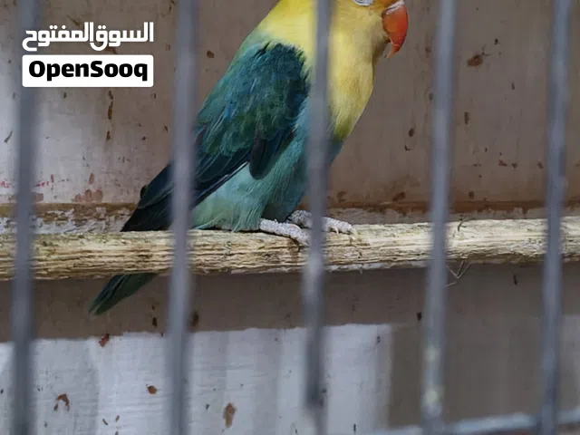 محمية غندور فيشر للبيع