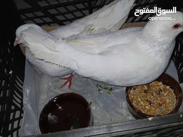 جوز حمام لاحم فرنسي