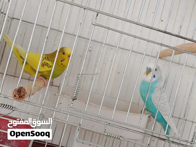 عصافير حب جوز ما شاء الله عليهم