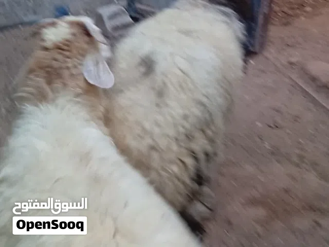 بسم الله ماشاء الله يوجد خرفان وقراقير وعبر أضاحي ونعاج جميع الأوزان السعر عل قبان عل ميزان قريه أبو