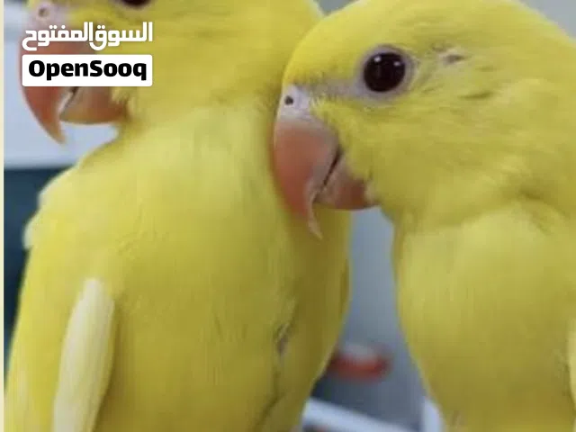 مطلوب در اي لون صغار و ازوج