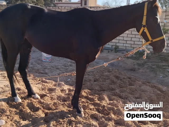 فرص للبيع الله يبارك دم 87 بوه السهم أمه زاد الخيل مواليد 2017
