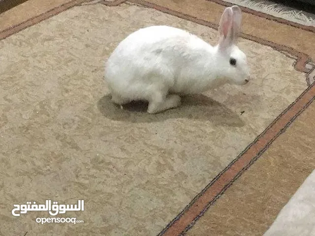 ارنبه للبيع مع القفص المعدني