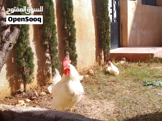 دجاج نخب اول