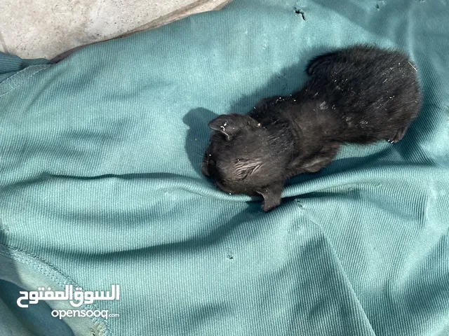 قط للبيع اتمنى الي يخذها يعتني فيها