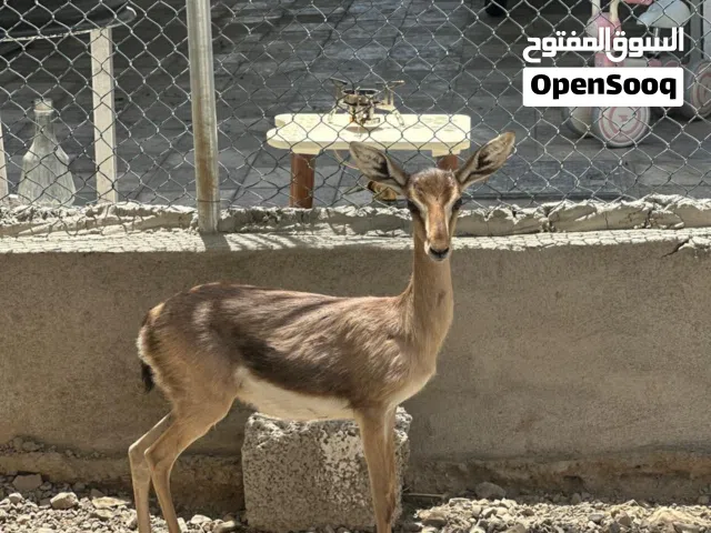 انثى غزال الديماني