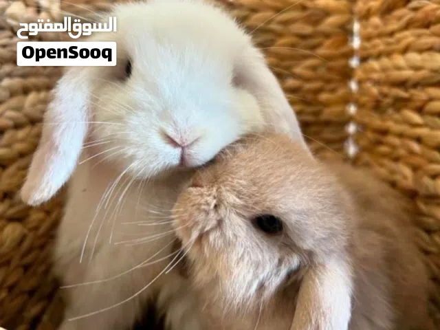 Pure lop rabbits