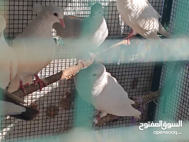 pigeons available