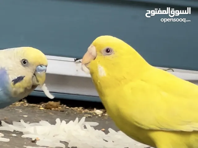 طيور البادجي طفرات