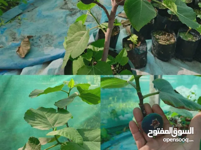 تين سوري مثمر