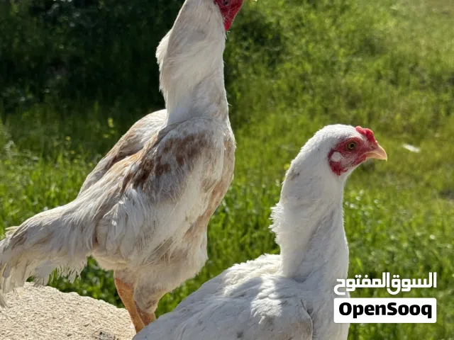دحاج كوشامو مميز جداً