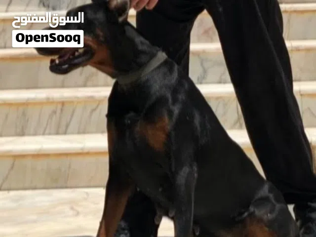 أنثى دوبرمان أصلية