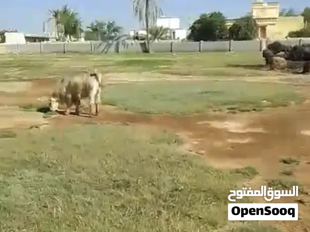 تيوس عماني