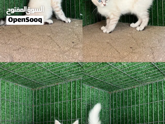 السلام وعليكم 2 قطط زوز اينات