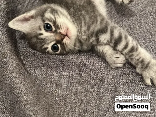 قط للتبني العمر شهرين