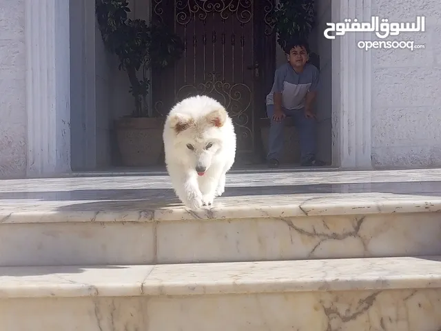 كلب هاسكي لون ابيض عمره شهرين ونص للبيع بسعر مناسب