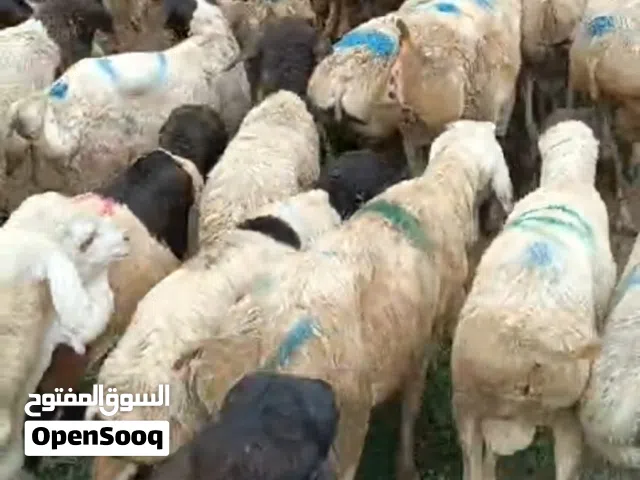 عرطه اغنام وابقار اضاحي العيد بيع جمله الجمله سعر هسوس ومغري للتجار والجزارين الكبار والمؤسسه