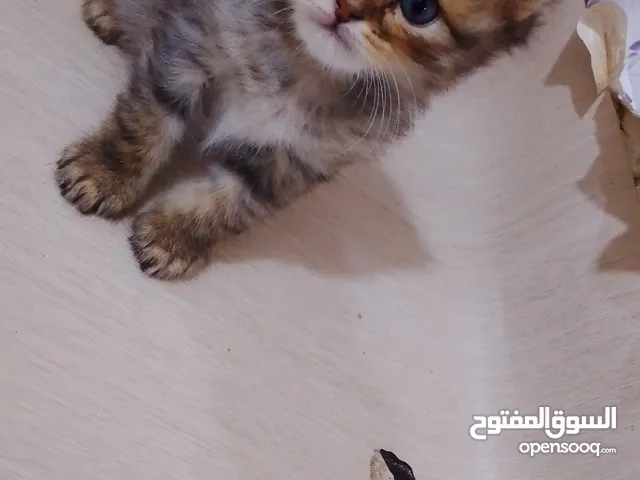 3 قطط كتن (صغار) للبيع