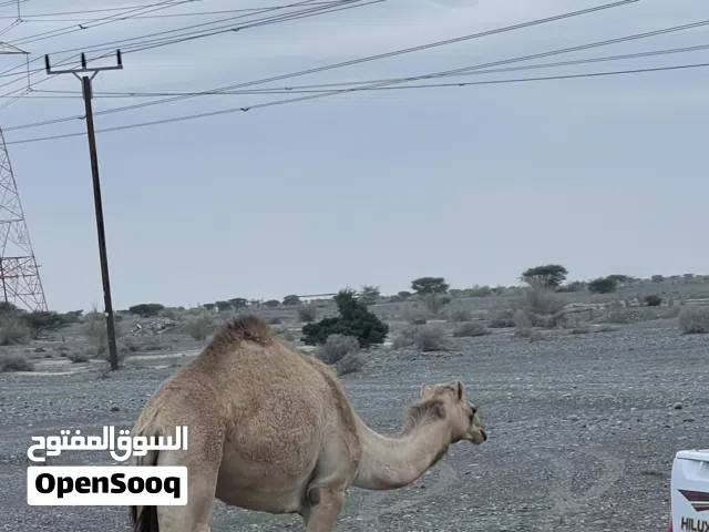 بكره حجه للبيع صعبه  بنت شاهين الدغاش  وامها بنت صوغان البكره ما مأدوبه تصلح للانتاج فقط اخوها سابق